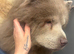 Beautiful lilac chow chow