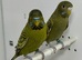 Green Black face Budgies for sale