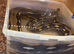 12ft reticulated python female