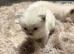 Ragdoll kitten 5 weeks old