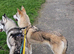 Inuit X Timber Wolfdog