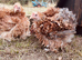 Frizzle feathered Pekin girls