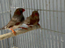 Wanted female zebra finches