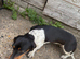 Miniature pie bald dachshund