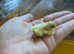 Day old quail chicks