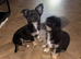 Beautiful fluffy Chihuahua Puppies