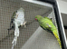 Breeding Pair Ringnecks