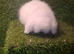 TEDDYWIDDER