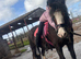Potential top show/Pony club Pony
