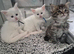 Male maine coon and kittens