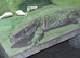 Female bosc monitor