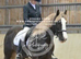 Beautiful full up 13 .2  mare