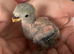 Baby peachface lovebird