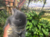 2 netherland dwarf girls