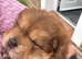 Chow chow boy