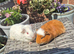 Young Female Guinea Pigs