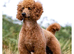 Golden Doodle Puppies f2b Ready Now