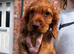 Cocker spaniel Puppies