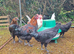 Copper Maran Cockerel for sale