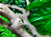 Henkels Leaf Tailed Gecko Halloween Special ending Sunday