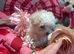 Small little girl left apricot ears and apricot masking Maltipoo