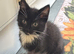 5 beautiful kittens for sale