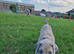 Beautiful Cane Corso cross Indian Mastiff puppies