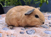 Swiss, Cali, Self Blacks and Smooth Baby Guinea Pigs