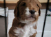 PARTI TUXEDO STUD GOLDENDOODLE AUSTRALIAN LABRADOODLE