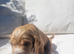 Gorgeous litter of golden cocker spaniel puppies