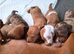 Minature Dachshunds (Short -haired)