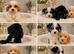 Fb1 Cockapoo puppies ready to leave