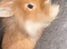 Neverland dwarf cross lionhead