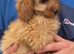 Cavapoo puppies