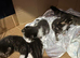 Beautiful kittens for sale