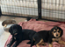 Only 1 little boy and 1 little girl left