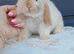 Superfriendly mini lop