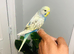 Beautiful Baby Budgies for sale.