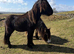 2 Year Old Friesian X Cob Colt