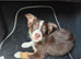Tri coloured border collie