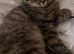 Sweet Kittens