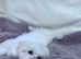 Korean Maltese Puppy male