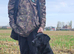 Labrador working gundog for STUD