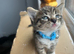 Beautiful kittens available