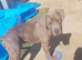 Gentle giant staff x cane corso