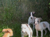 Whippet puppy’s
