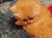 Exotic Persian girl and boy ready for rehoming