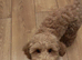 Lily locking for forever home