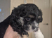 One beautiful morkie   boy left