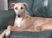 Stunning top quality lurcher puppies